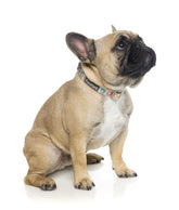 Go Nuts Dog Collar -FINAL SALE NO RETURNS OR EXCHANGES